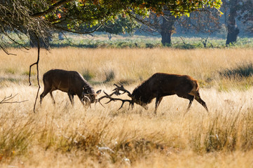 Red deer stags clashing antlers during rutting season