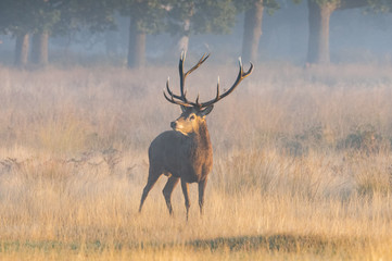 Red deer stag roaring in the misty morning