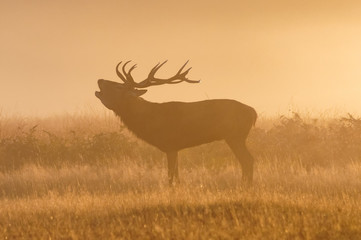 Red deer stag roaring in the misty morning sunlight