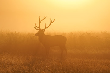 Red deer stag silhouette in the misty morning
