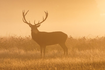 Red deer stag silhouette in the misty morning