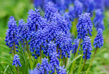 Muscari neglectum known as Grape hyacinth