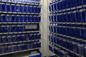 Obraz premium Biomedical research lab with lots of small aquariums. Animal research. An experiment in fish for research purposes.