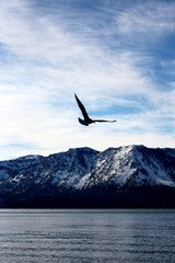 Fototapeta premium seagull flying in the sky