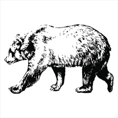 Naklejka na ściany i meble Hand drawn wild bear. vector
