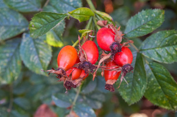 Ripe rose hips in September
