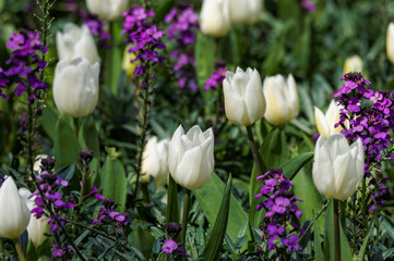 white and purple flowers blooming