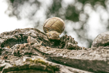 Escargot en gros plan sur le tronc d'un arbre dans la nature