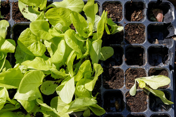 Lettuce seedlings in planting tray