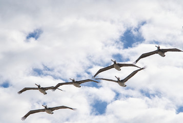 Pelikane fliegen über Kamera hinweg