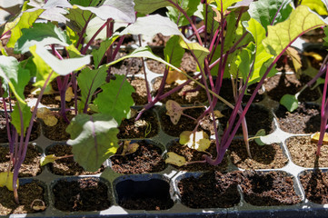 Red cabbage seedlings growing in a tray
