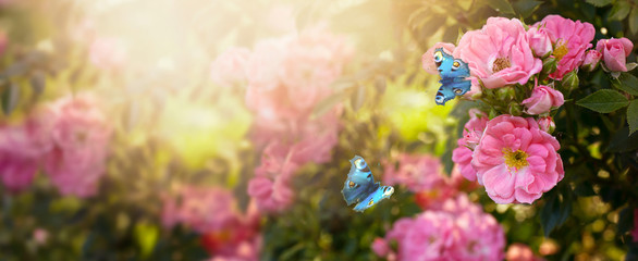 Fabulous blooming pink rose flowers summer garden and flying fantasy peacock eye butterflies on blurred sunny shiny glowing background, mysterious fairy tale spring floral wide panoramic banner