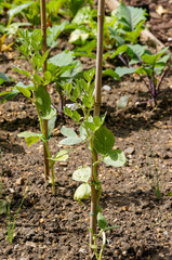 Growing young vegetables in a row