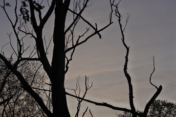 Drzewo na tle jesiennego nieba