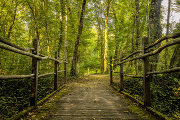 Pont en bois - Paysage naturel de forêt en France - HDR