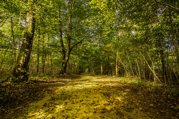 Sentier forestier - Paysage naturel de forêt en France - HDR