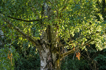 Birch tree foliage in the summer