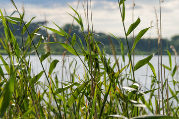Obraz premium Lake seen through green reeds