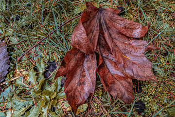 wet maple leaf lying on the grass with pine needles
