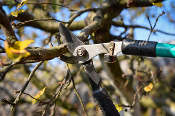 Seasonal tree pruning with pruning shears