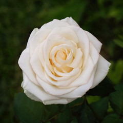 Single white flower rose growing in garden, macro,