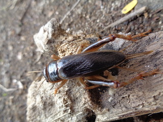 Tarbinskiellus portentosus or Brachytrupes portentosus (big head cricket, large brown cricket, short-tail cricket, gangsir, gasir) on the ground
