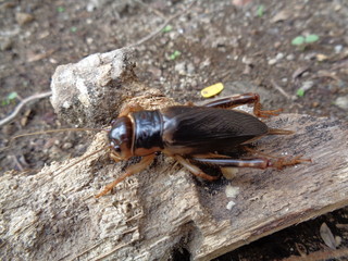 Tarbinskiellus portentosus or Brachytrupes portentosus (big head cricket, large brown cricket, short-tail cricket, gangsir, gasir) on the ground
