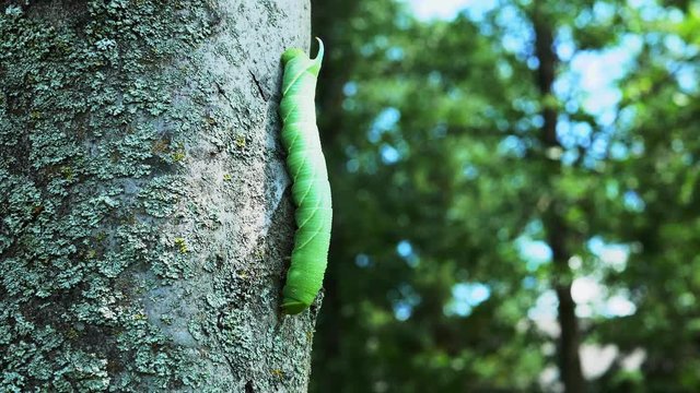 Tomato Hornworm Caterpillar crawling down a tree trunk.  Scientific name is Manduca quinquemaculata