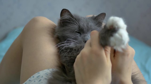 a gray cat sleeps at the girl’s legs and takes a massage. close-up