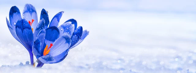 Poster Krokussen - bloeiende blauwe bloemen die in het vroege voorjaar onder de sneeuw vandaan komen, close-up met ruimte voor tekst, banner © rustamank