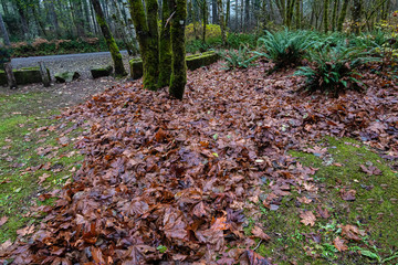 wet pile of autumn leaves piled together with tree trunks