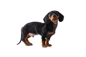 Funny sausage dog, dachshund puppy posing isolated on white background
