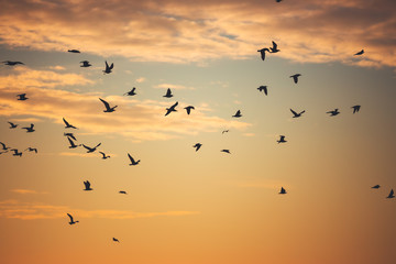 Flying seagulls over the sea waves