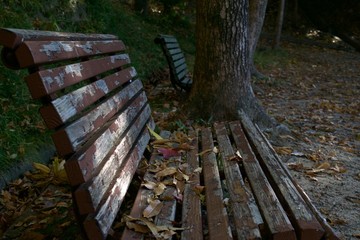 Fototapeta premium bench