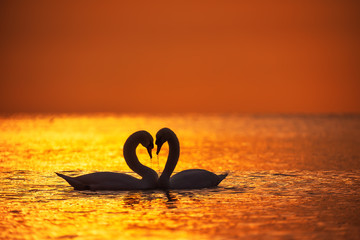 Heart shape of white swans in the sea water and beautiful sunrise