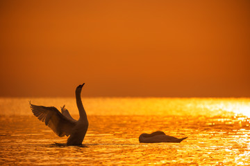 Sea sunrise and couple swans in the water