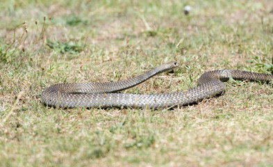Eastern brown snake, Australia