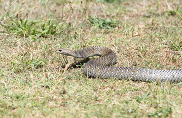 Eastern brown snake, Australia