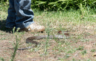 Man standing next to an eastern brown snake 
