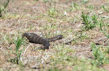 Death Adder snake, Australia