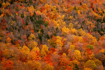 The white mountains forest colors during the fall season