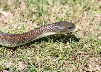Tiger snake, Australia