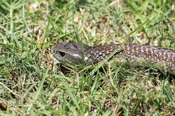 Tiger snake, Australia