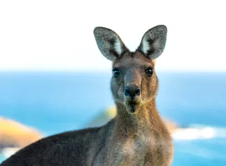 Foto op Plexiglas Friendly kangaroo, Australia © Gary