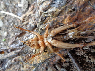 Tarbinskiellus portentosus or Brachytrupes portentosus (big head cricket, large brown cricket, short-tail cricket, gangsir, gasir) in the nature