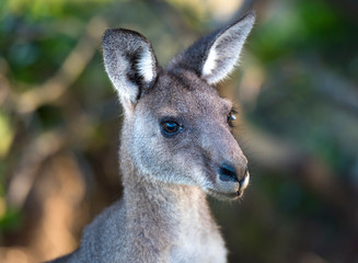 Naklejka na ściany i meble Friendly kangaroo, Australia