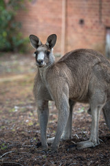 Naklejka premium Friendly kangaroo, Australia