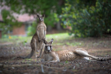 Friendly kangaroo, Australia