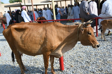 Viehmarkt Oman Nizwa Tiermarkt Rind Kuh Ochse Markt Händler Viehhändler Rinder Tiere Handel...