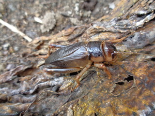 Tarbinskiellus portentosus or Brachytrupes portentosus (big head cricket, large brown cricket, short-tail cricket, gangsir, gasir) in the nature